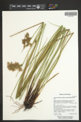 Juncus effusus subsp. austrocalifornicus image
