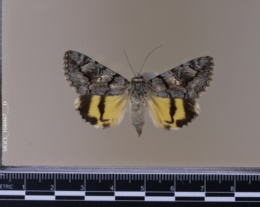 Catocala californiensis image