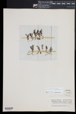 Crepidomanes humile image