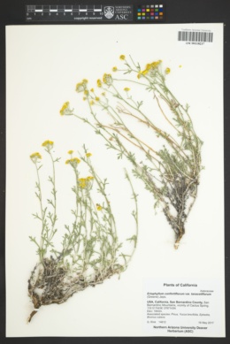 Eriophyllum confertiflorum var. tanacetiflorum image