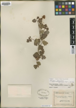 Schmaltzia affinis image