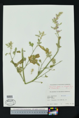 Sphaeralcea fendleri subsp. elongata image