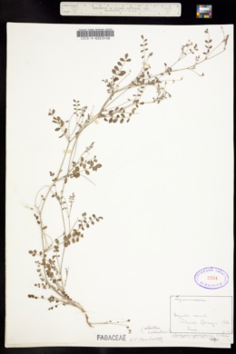 Astragalus sparsiflorus image