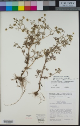 Achyropappus anthemoides image