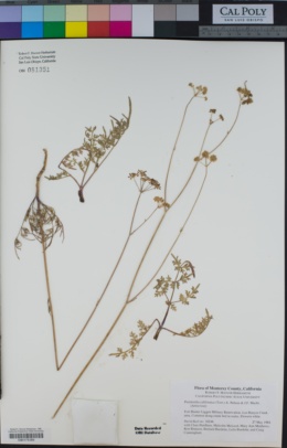 Perideridia californica image