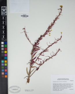 Image of Camissoniopsis robusta