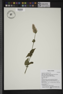 Image of Agastache urticifolia