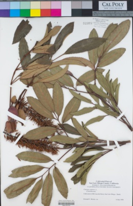 Cunonia capensis image