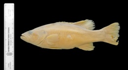 Micropterus coosae image