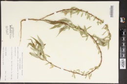 Image of Salix x blanda
