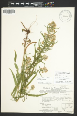 Image of Symphyotrichum welshii