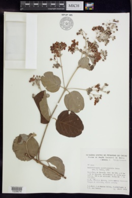 Banisteriopsis quadriglandula image