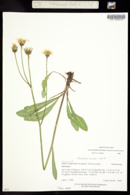 Image of Psilochenia runcinata