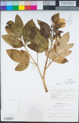 Paeonia mascula image