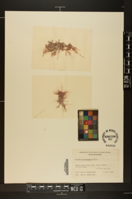 Crouania pleonospora image