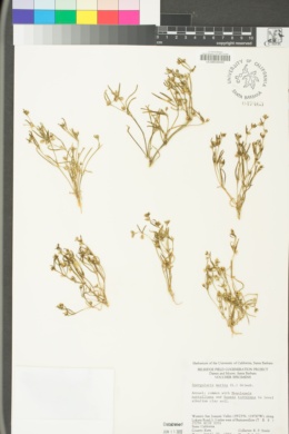 Spergularia marina image