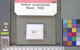 Keiferia lycopersicella image