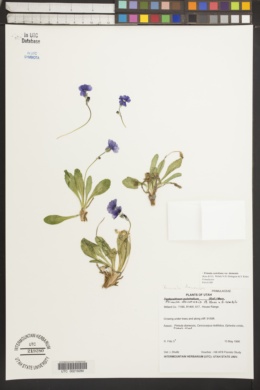 Primula domensis image