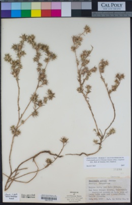 Centromadia parryi subsp. congdonii image