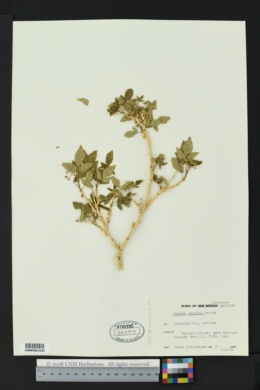 Ptelea trifoliata var. pallida image