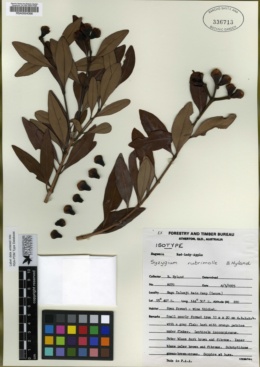 Image of Syzygium rubrimolle