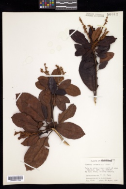 Clethra cubensis image