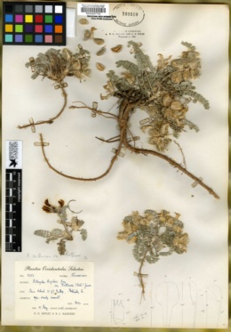 Astragalus mollissimus var. matthewsii image
