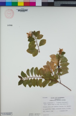 Image of Grewia occidentalis