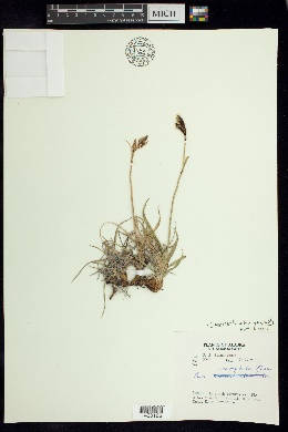 Carex microchaeta subsp. nesophila image