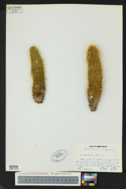 Echinocereus longisetus image