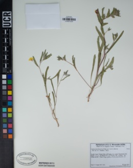 Camissoniopsis bistorta image