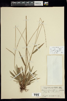 Image of Setaria variifolia