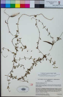 Image of Cynanchum californicum
