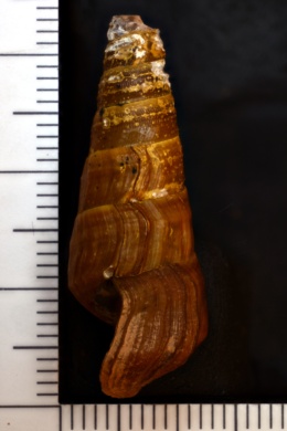 Pleurocera brumbyi image