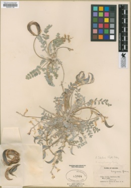 Astragalus tidestromii image