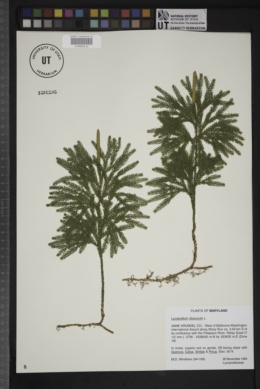 Image of Dendrolycopodium obscurum