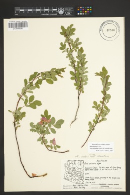Rosa woodsii subsp. arizonica image