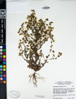 Emmenanthe penduliflora image