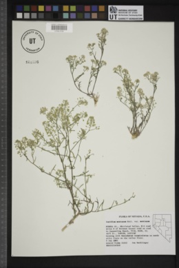 Lepidium montanum subsp. montanum image