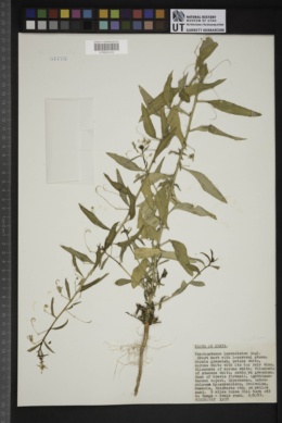 Image of Basananthe lanceolata