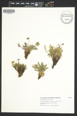 Image of Oreoxis alpina