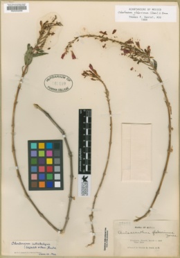 Odontonema glaberrimum image