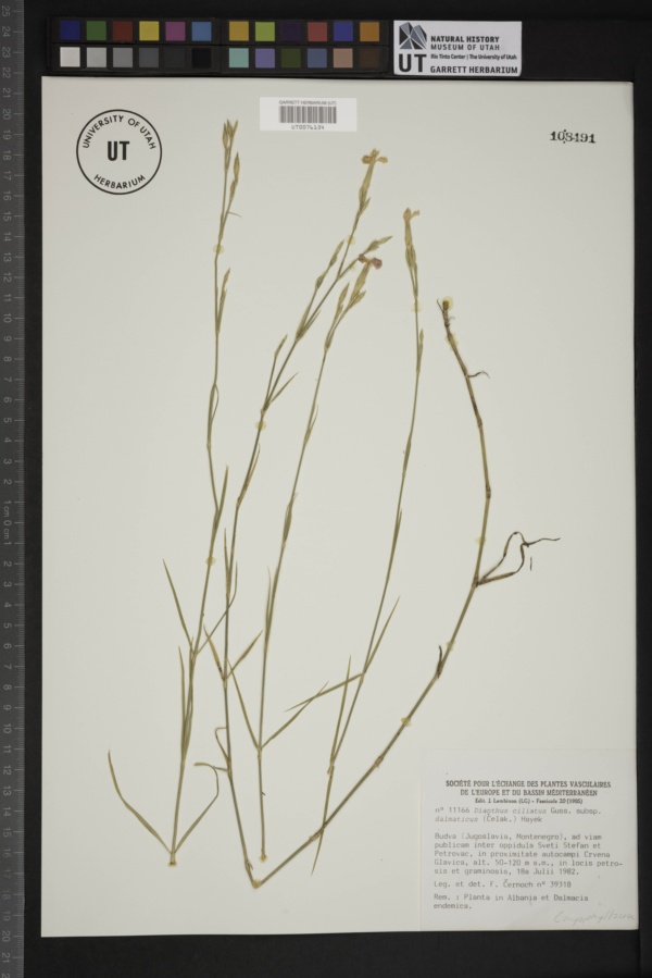 Dianthus ciliatus subsp. dalmaticus image