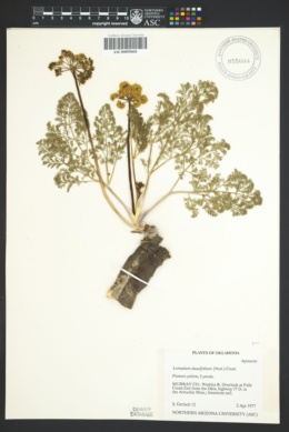Image of Lomatium daucifolium