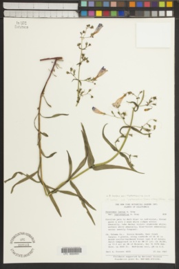 Penstemon laetus subsp. leptosepalus image