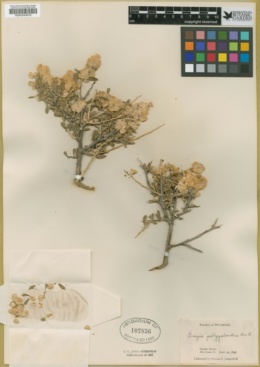 Grayia polygaloides image