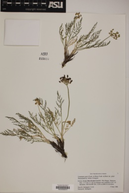 Lomatium grayi var. grayi image
