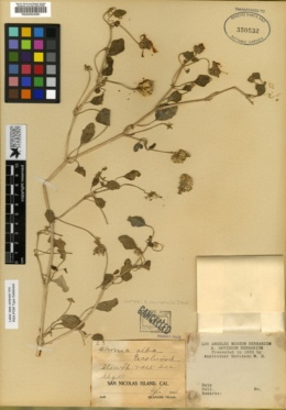 Image of Abronia neurophylla