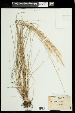 Pappophorum pappiferum image