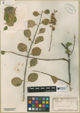 Stegnosperma watsonii image